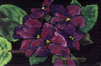 African Violets