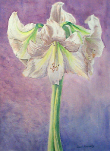 Amaryllis With Purple